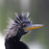 Anhinga
