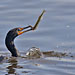 Kormoran mit Hecht