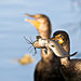 Kormoran mit Wels