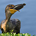 Kormoran mit Beute