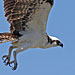 Fischadler am Horst