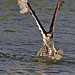 Fischadler taucht aus dem Wasser auf