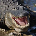 Krokodil öffet das Maul zur Abkühlung