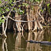 Mangroven, Krokodil