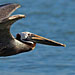 Braunpelikan im Flug