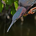 Greenheron