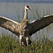 Sandhill Crane