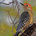 Carolinaspecht