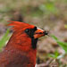 Kardinal