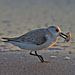 Sanderling