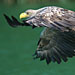 Seeadler im Flug