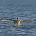 Braunpelikan startet vom Wasser