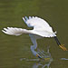 Schmuckreiher beim Fischen
