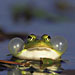 Frosch mit Schallblasen