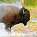 Bison