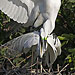 Silberreiher Kopula