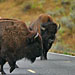 Bisonherde überquert die Fahrstrasse
