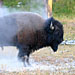 Bisonbulle nach dem Sandbad