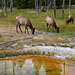 Wapitiherde an einem Geysir