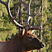 Wapiti-Bulle, Portrait