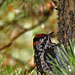 Red-naped Sapsucker
