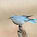 Mountain Bluebird