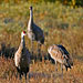 Sandhill Crane